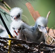 Snowy egret chicks in St. Augustine, FL