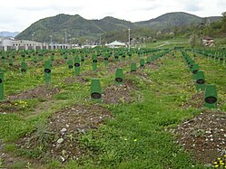 Tombes du centre commémoratif de Srebrenica–Potočari