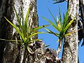 Feuilles (Hawaii)