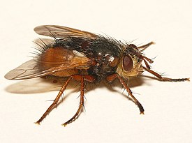 Tachina magnicornis, Западная Европа