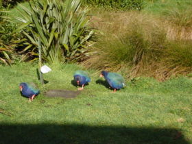 Takahē