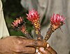 Thonningia sanguinea from west-central Nigeria