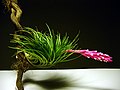 Tillandsia tenuifolia