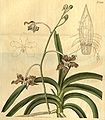 Vanda tessellata (as syn. Vanda roxburghii) plate 2245 in: Curtis's Bot. Magazine (Orchidaceae), vol. 48, (1821)