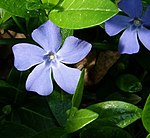 Vintergröna (Vinca minor)