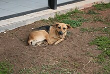 A caramelo dog is laying down on the dirt ground looking up at the photographer