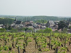 Le vignoble en 2011.