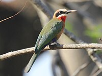 White-fronted Bee-eater