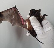 Brown bat