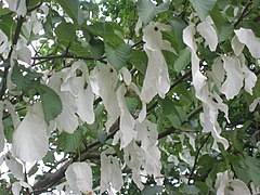 Inflorescences avec de grandes bractées blanches