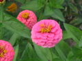 Zinnia elegans