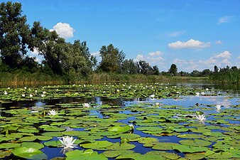 Літо на Орілі