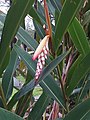 The inflorescence of Alpinia zerumbet protected by two bracts before flower bloom.