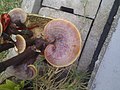 Image 6Ganoderma lingzhi (from Mushroom)