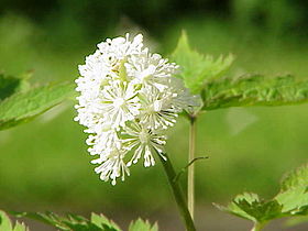 Actaea erythrocarpa