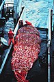 8 short tons (7.3 t) of Alaska pollock in a net on a trawler's deck