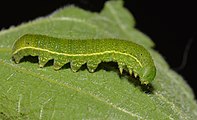 Caterpillar.