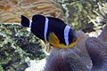 Amphiprion chrysogaster