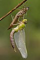 Image 12Ecdysis: a dragonfly has emerged from its dry exuviae and is expanding its wings. Like other arthropods, its body is divided into segments. (from Animal)