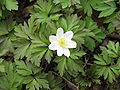 Anemone nemorosa