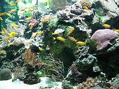 Aquarium marin avec corail.