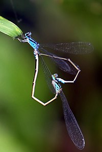 Archibasis oscillans mating pair