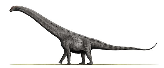 ארגנטינוזאורוס - הגדול מכולם: אורכו 36–40 מטרים ומשקלו 70–100 טונות!