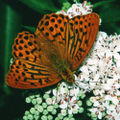 Kaisermantel (Argynnis paphia)[14]