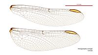 Female wings