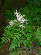 Aruncus dioicus.