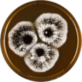 Aspergillus costaricaensis growing on MEAOX plate