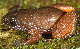 Astrobatrachus kurichiyana