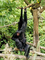 Spider Monkey (Ateles paniscus)