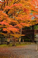 嵐山の紅葉