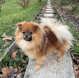 Loulou de Poméranie.