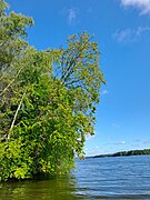 Beech tree leaning over the lake