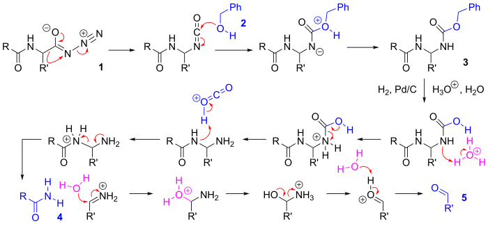 Mechanism of the Bergmann degradation