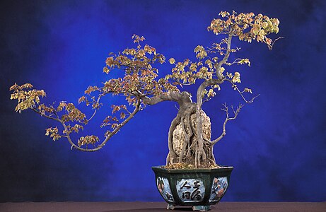 Acer buergerianum bonsai, by Peggy Greb
