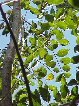 Bursera simaruba