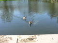 Canadian Goose (Branta canadensis)