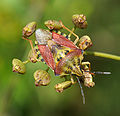 Carpocoris purpureipennis