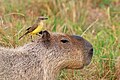 Capybara: Where has my favorite Swedish collaborator disappeared to? I need to ask, now that I am the "cattle tyrant", can I just order everyone to agree with me?