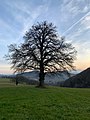 Monte Tesa - Cerro secolare