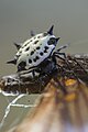 Comiendo una mariposa