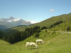 Plus bas le final de l'ascension du col d'Aspin, sur le versant ouest. Au fond le pic du Midi de Bigorre.