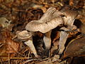 Craterellus cornucopioides, à l'état sec