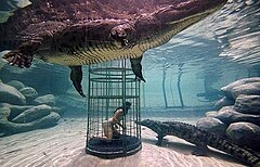 Crocodile cage diving at Cango