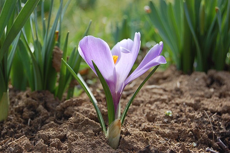 Шафран весенний (Crocus vernus)