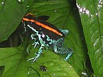 Phyllobate à bande, photographiée au parc zoologique Dählhölzli de Berne.