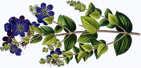 Diplusodon floribundus inclusa em Plantarum brasiliae icones et descriptiones hactenus ineditae (1826-33), de Johann Baptist Emanuel Pohl.